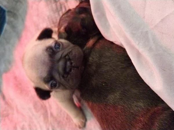 Cuccioli di Bouledogue Francese disponibili 