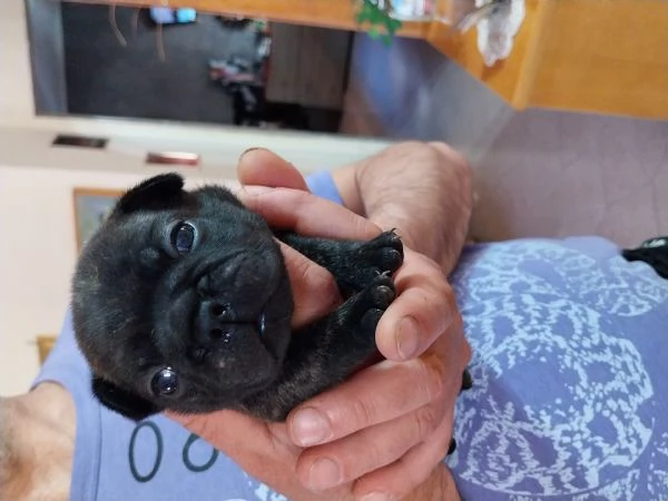 Cuccioli di Bouledogue Francese disponibili  | Foto 4