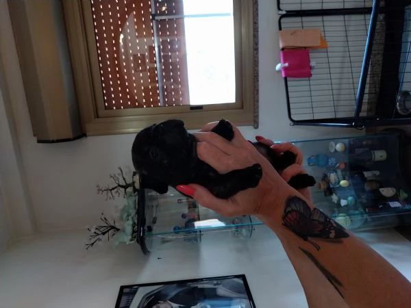 Cuccioli di Bouledogue Francese disponibili  | Foto 3