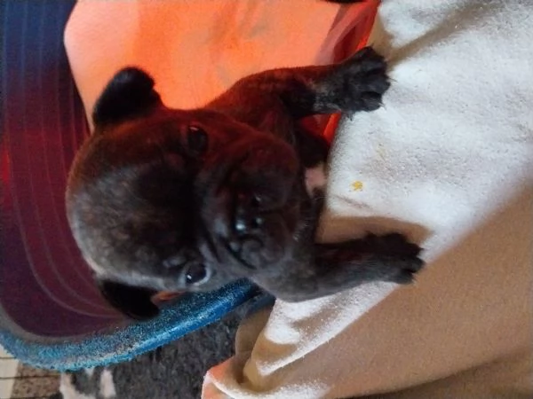 Cuccioli di Bouledogue Francese disponibili  | Foto 2