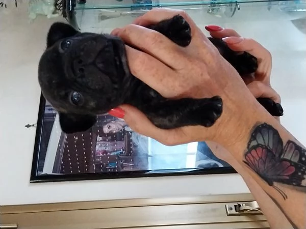 Cuccioli di Bouledogue Francese disponibili  | Foto 1