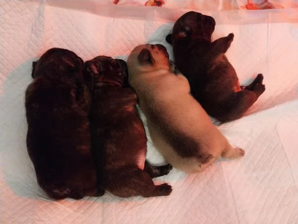 Cuccioli di Bouledogue Francese disponibili  | Foto 0