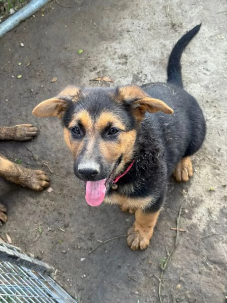 Cucciole di Pastore Tedesco  | Foto 4