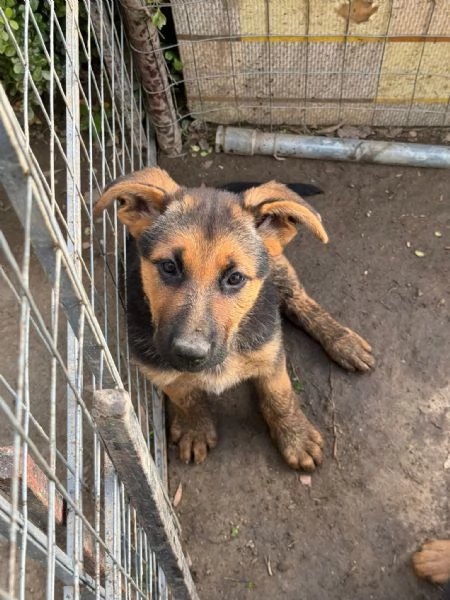 Cucciole di Pastore Tedesco  | Foto 3