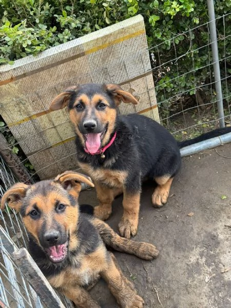 Cucciole di Pastore Tedesco  | Foto 2