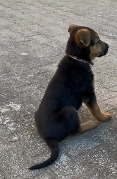 Cucciole di Pastore Tedesco  | Foto 1