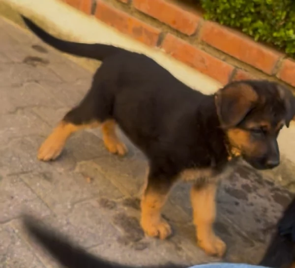 Cucciole di Pastore Tedesco  | Foto 0