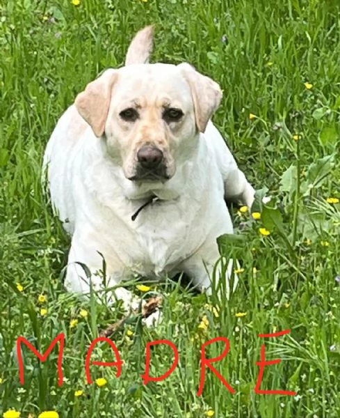 Vendita cuccioli  di labrador 