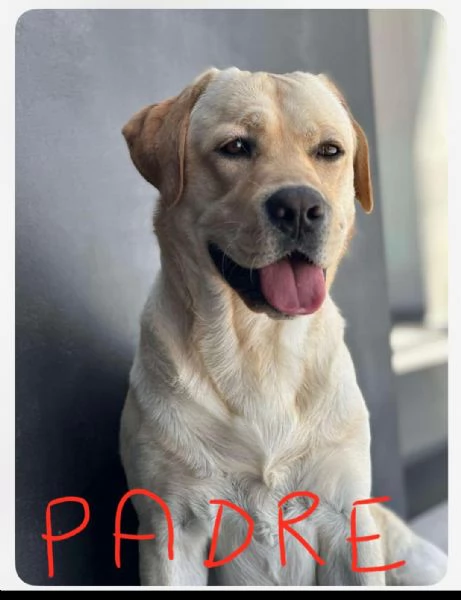 Vendita cuccioli  di labrador  | Foto 0