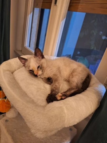 Piccolo principessa Siamese Tortie