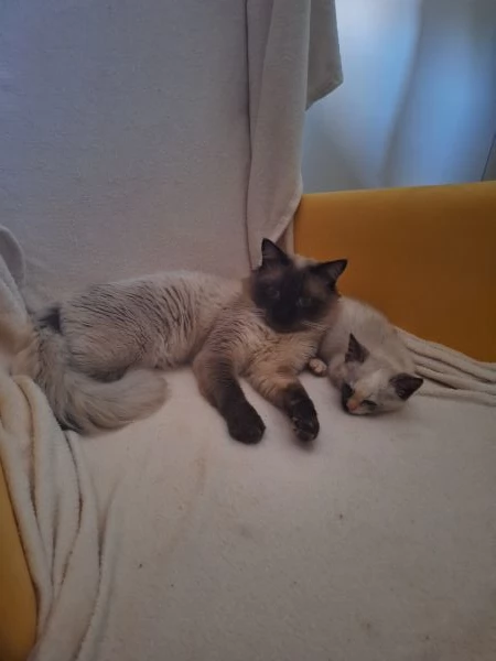Piccolo principessa Siamese Tortie | Foto 3