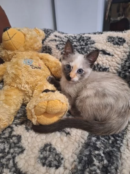 Piccolo principessa Siamese Tortie | Foto 2