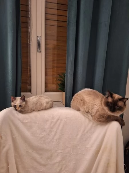 Piccolo principessa Siamese Tortie | Foto 1