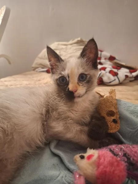 Piccolo principessa Siamese Tortie | Foto 0