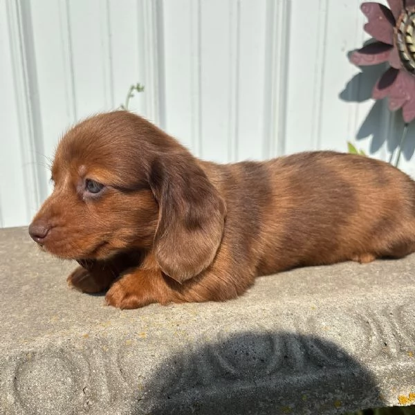 Offrire per l'adozione maschio e femmina bassotto nana e  Toy | Foto 0