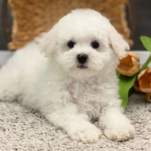 Offrire per l'adozione maschio e femmina Bichon  Toy | Foto 0