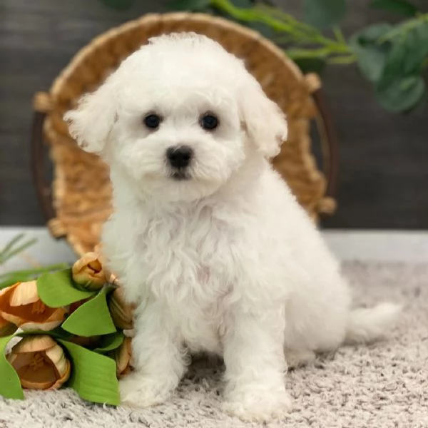 Offrire per l'adozione maschio e femmina Bichon  Toy