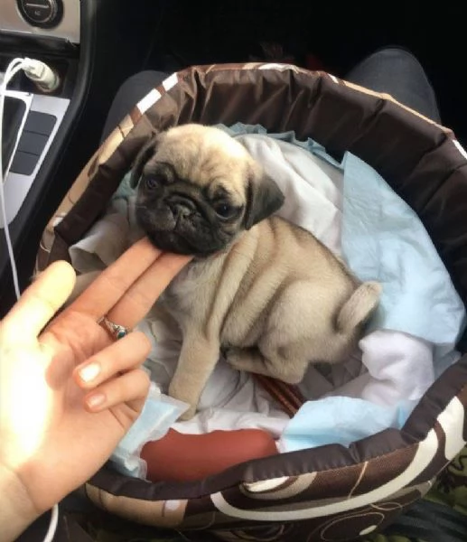 Regalo Carlino maschio e femmina  | Foto 2