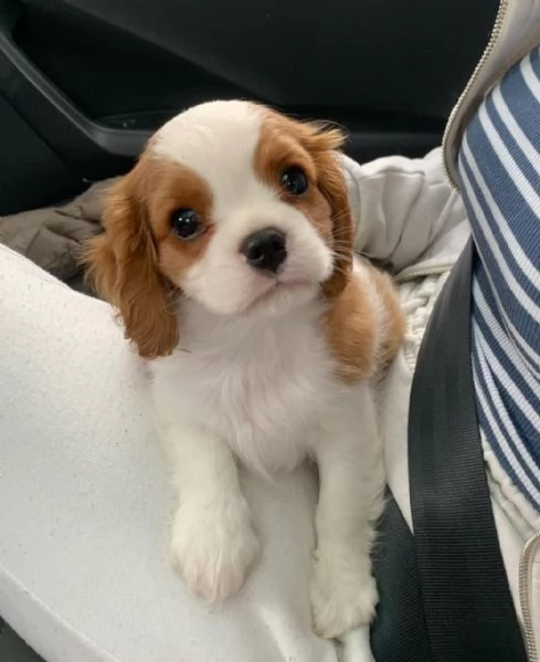 Cavalier King Charles maschio e femmina  | Foto 0