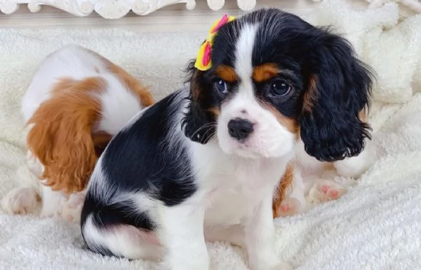Cavalier King Charles maschio e femmina 