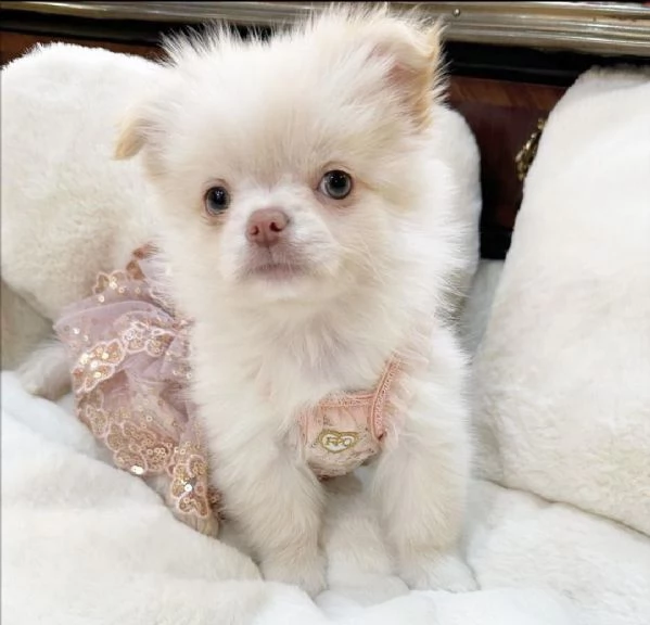 Bellissima maschio e  femminuccia di Chihuahua disponibile