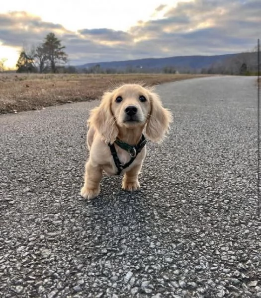 REGALO BASSOTTO DISPONIBILI | Foto 0