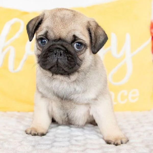 REGALO CARLINO DISPONIBILI | Foto 0