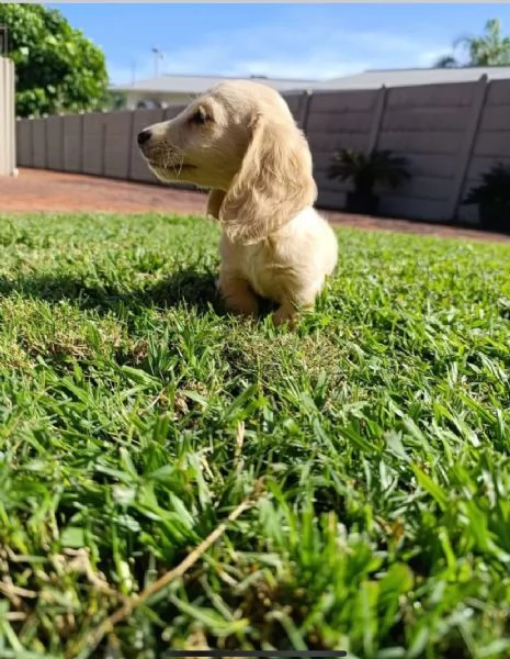 Disponibili bassotto maschio e femmina | Foto 0