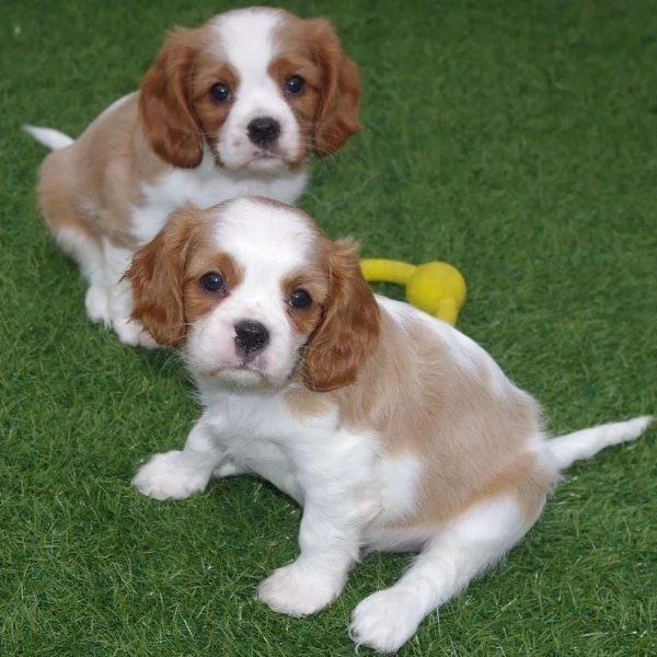 Bellissima maschio e  femminuccia di Cavalier King disponibile | Foto 0