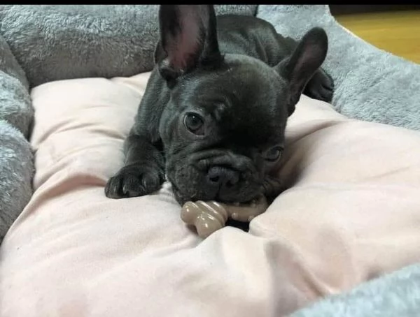Bellissima maschio e  femminuccia di Bouledogue disponibile