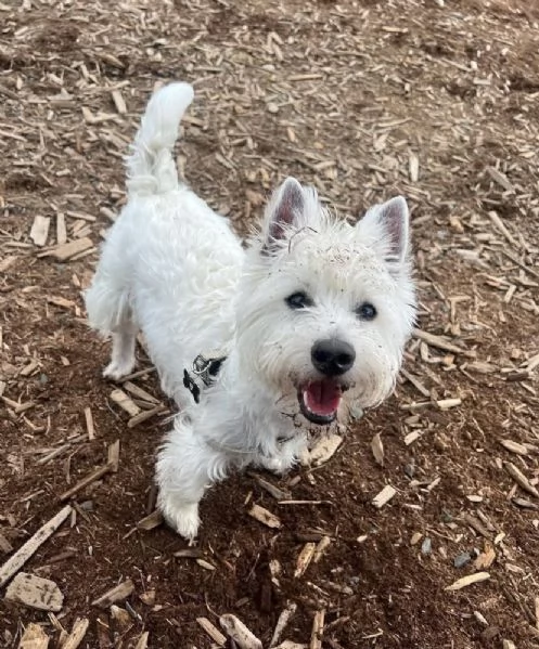 West highlander maschio e femmina | Foto 0