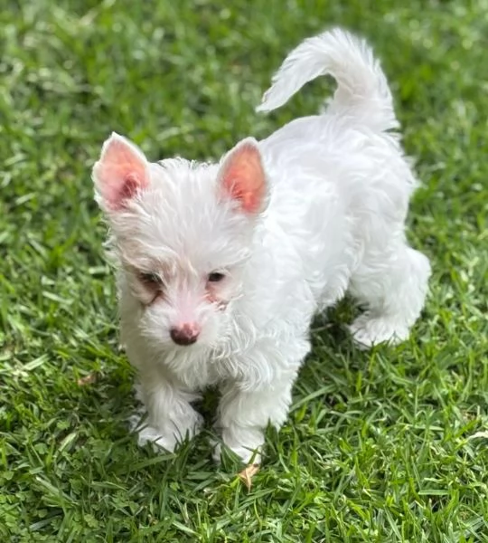 West highlander maschio e femmina