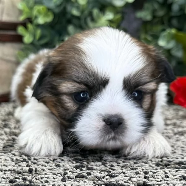 Regalo shitzu mini toy femmina e maschio 