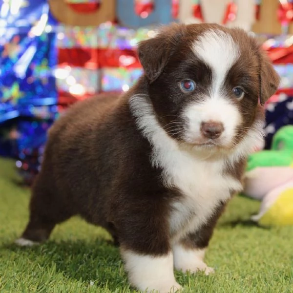 REGALO PASTORE AUSTRALIANO MASCHIO E FEMMINA 