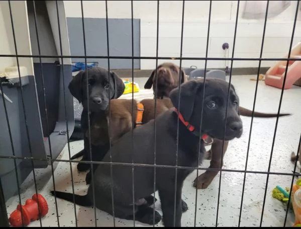 Cucciolo labrador disponibili….. | Foto 2