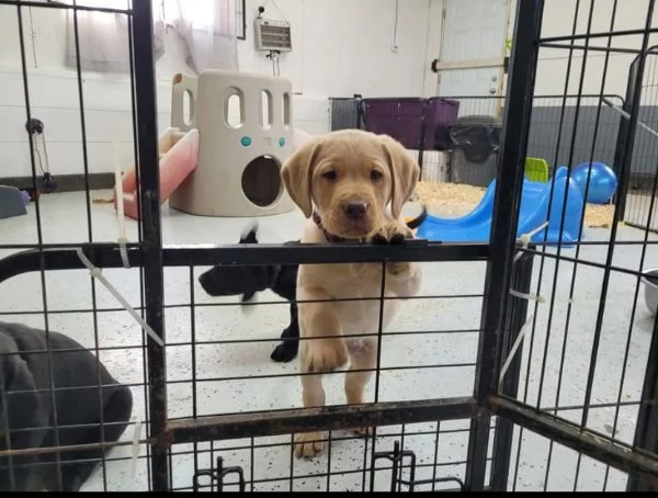 Cucciolo labrador disponibili…..