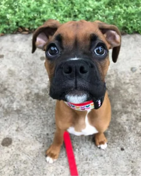 REGALO BOXER MASCHIO E FEMMINA…. | Foto 1