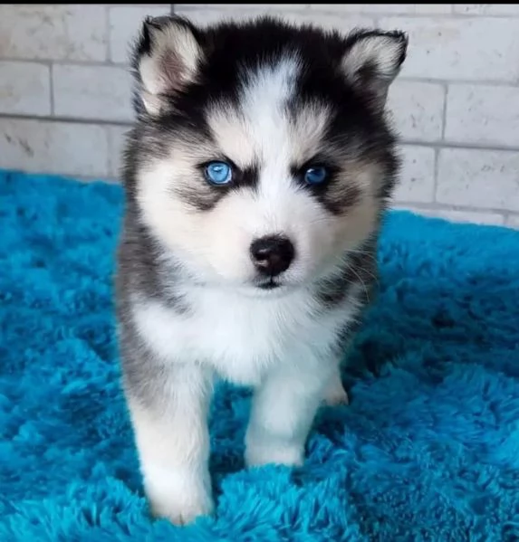 Regalo husky