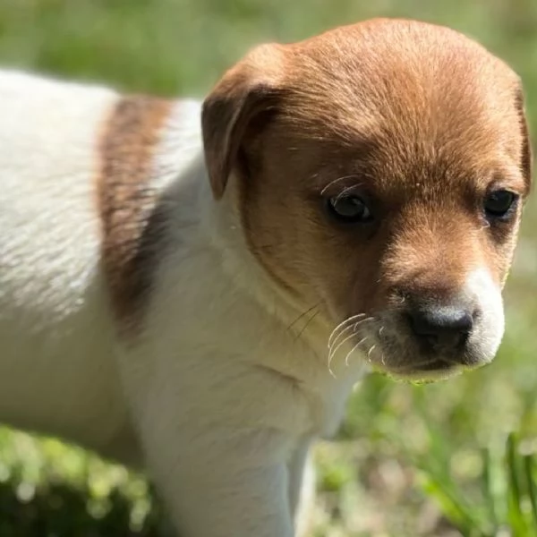 Bellissima maschio e  femminuccia di Jack Russell disponibile