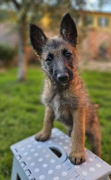 Cuccioli Pastore Belga  | Foto 2