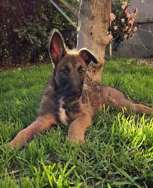 Cuccioli Pastore Belga  | Foto 1