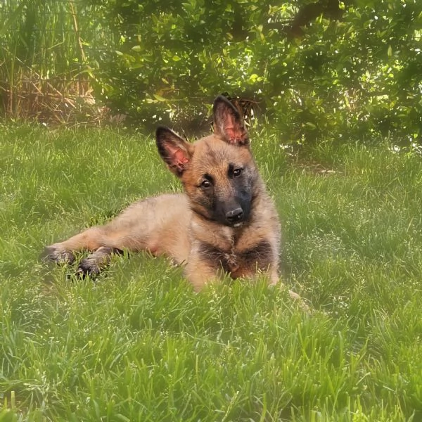 Cuccioli Pastore Belga  | Foto 0