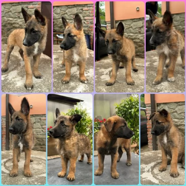 Cuccioli Pastore Belga 