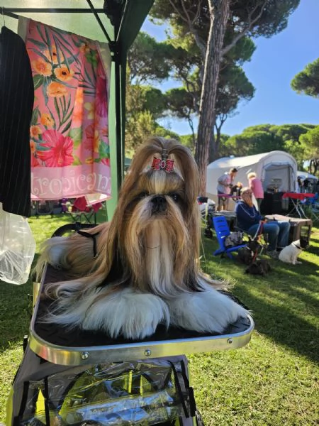 cuccioli SHIH TZU meravigliosi | Foto 6