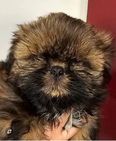 cuccioli SHIH TZU meravigliosi | Foto 5