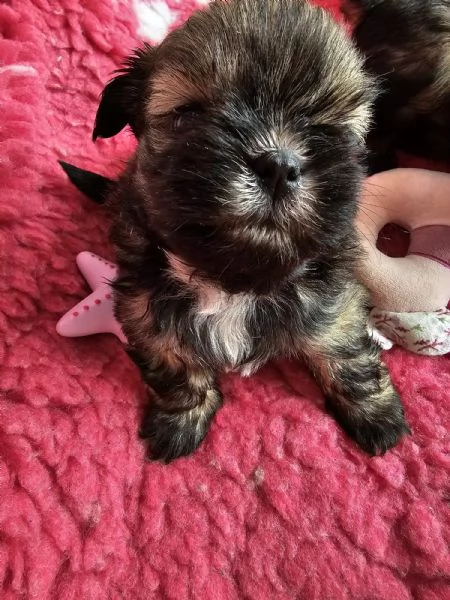 cuccioli SHIH TZU meravigliosi | Foto 4