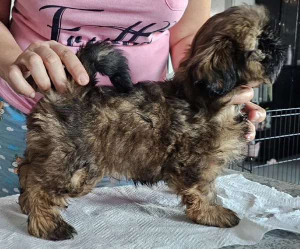 cuccioli SHIH TZU meravigliosi | Foto 3