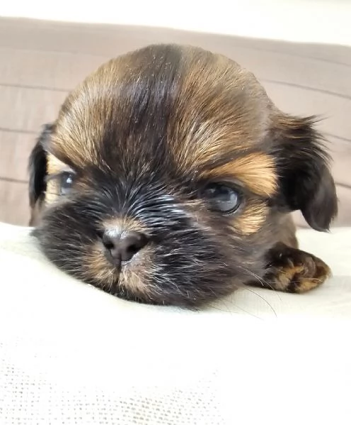 cuccioli SHIH TZU meravigliosi | Foto 2