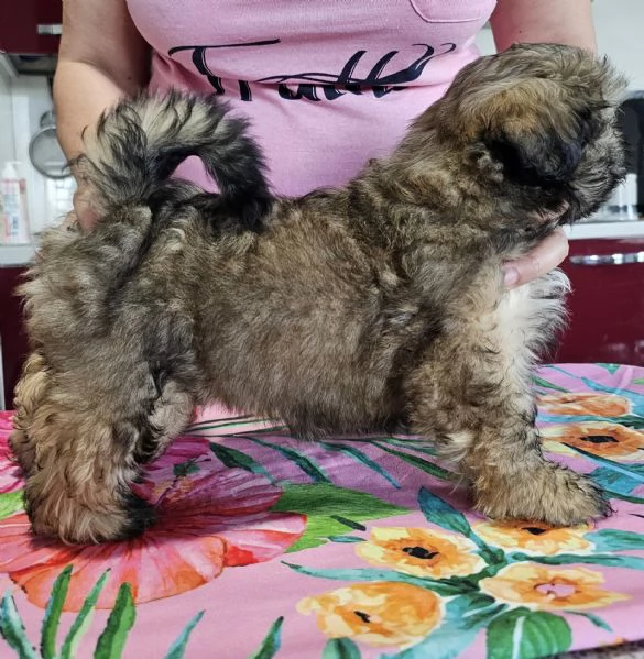 cuccioli SHIH TZU meravigliosi | Foto 1