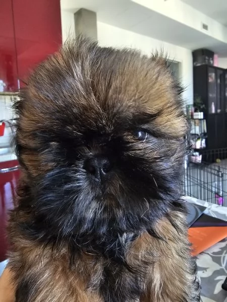 cuccioli SHIH TZU meravigliosi | Foto 0